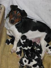 9 Jack-Russell-Terrier-Welpen auf einen Streich