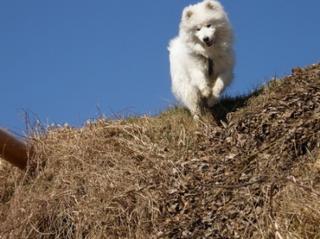 Samojede Husky