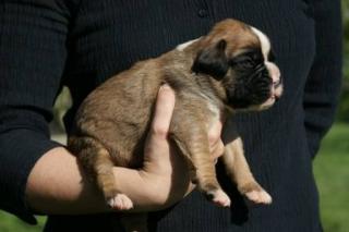 BOXER Welpen