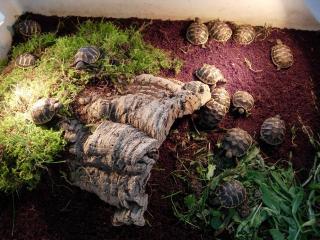 Griech. Landschildkröten Testudo hermanni boettgeri