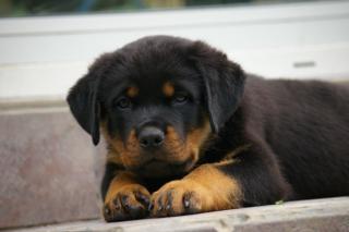 Rottweilerwelpen Rüden