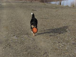 Border Collie Deckrüde