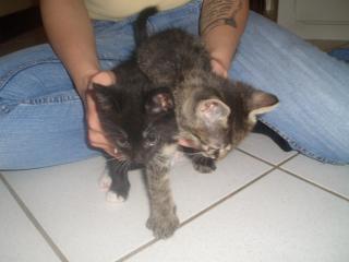 Katzenbabys abzugeben