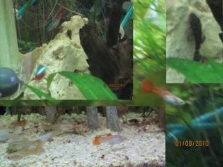 Biete Guppy und Ancistrus welse