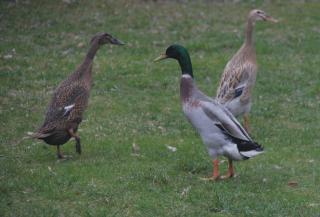 3 junge gesunde indische Laufenten aus Naturbrut 1 Erpel 2 Enten zu verkaufe