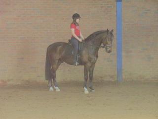 Suche Reitbeteiligung Frankfurt am Main -