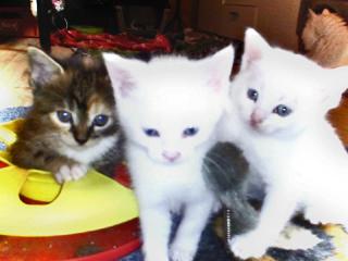 Türkisch angora kitten suchen Dosenöffner