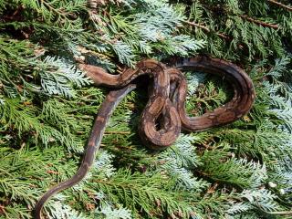 Belize Boa, Crawl Cay, Boa constrictor imperator