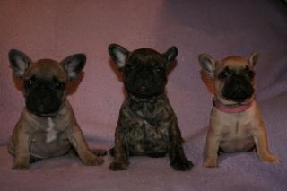 Franz. Bulldoggen - 8 Wochen