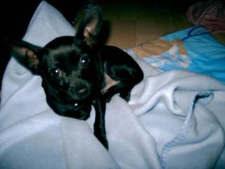Chihuahua rüde, schwarz, kein import, zu verkaufen