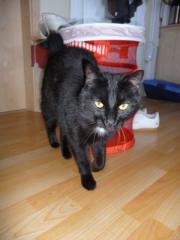 Wir brauchen DEINE hilfe Kater Minu sucht liebevolles Zuhause