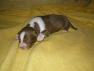 Australian Shepherd Welpen