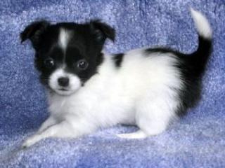 Süße, reinrassige LH / KH Chihuahua
