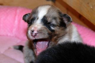 Australian Shepherd Welpen mit ASCA Papieren Red tri und Black tri
