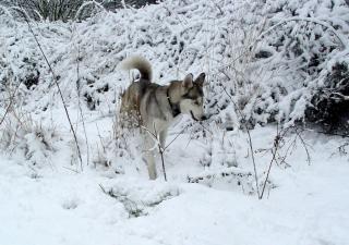 Husky Hündin zum Decken gesucht