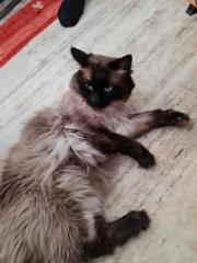Heilige-birma Kater