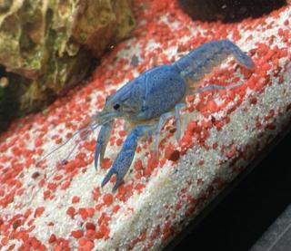 3 wunderschöne Floridakrebse abzugeben