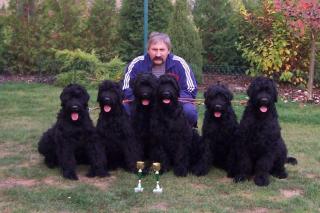 Schwarzer russischer Terrier