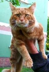 Maine Coon Kater 3 Jahre alt.