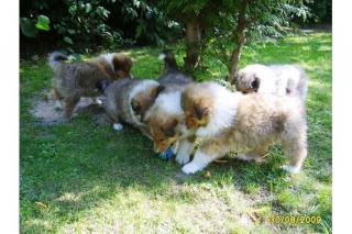 Colliewelpen, dark-sable mit VDH-Papieren