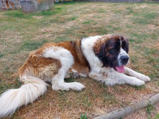 Welpen Moskauer Wachhund