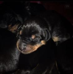 Reinrassige Dobermann Welpen