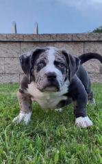 Wunderschöne reinrassige Amerikanische Pitbull -Welpen Männer und Frauen, 15 Wochen.
