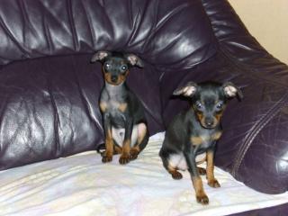 Zwergpinscher