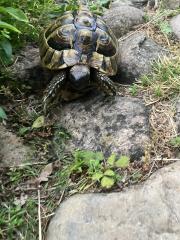 Griechische Landschildkröte männlich, geb. 2008