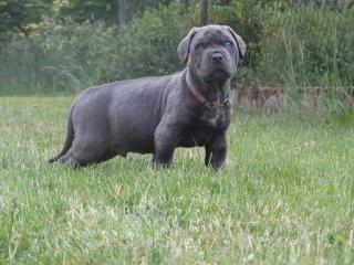 Cane Corso Welpen