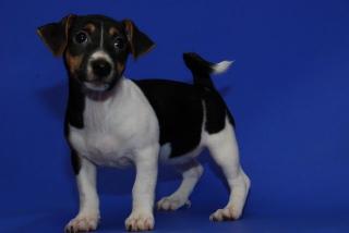Jack Russell Hündin 11 Wochen alt