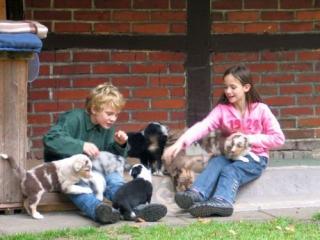 Australian Shepherd Familienzucht Zwinger moorhouse horse and dogs