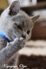Russisch Blau Kitten mit Stammbaum