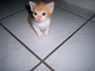 Süße Kitten ab sofort abzugeben