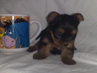 Yorshire Terrier