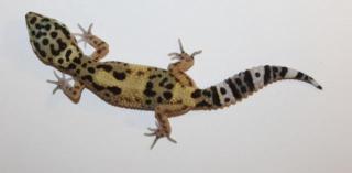 Leopardgeckos
