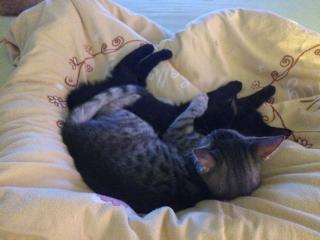 Geschwister Katzen