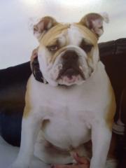 Englische Bulldogge Rüde