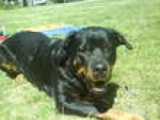 Rotti-dame