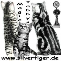 BKH-Silbertabby-Kätzchen Whiskas Quintus, Rosalie, Bln. No