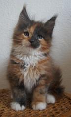 Maine Coon Babys aus seriöser Hobbyzucht abzugeben