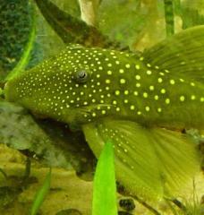 3 x L 200 Lemon Spotted Green Pleco