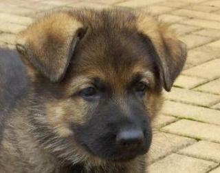 Achtung Hundsportler Allrounder
