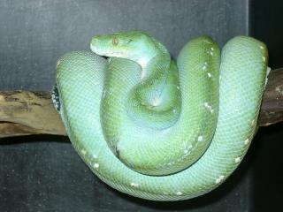 Morelia Viridis ARU DNZ vom 24. 2. 010