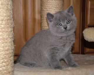 4 Wunderschöne BKH Katzenbabys