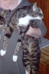 Noch immer Hilfe wir suchen unseren Kater Speedy