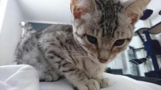 Bengalkitten können Ausziehen tolle Silber Kitten 2 Mädchen suchen wieder