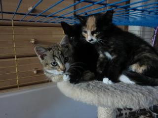 Katzenkinder