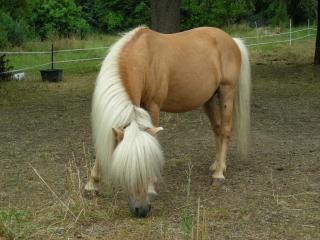 Deckanz. Original Shetty Fez