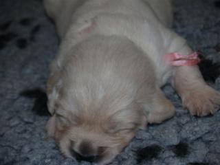 Golden retriever - Hündchen